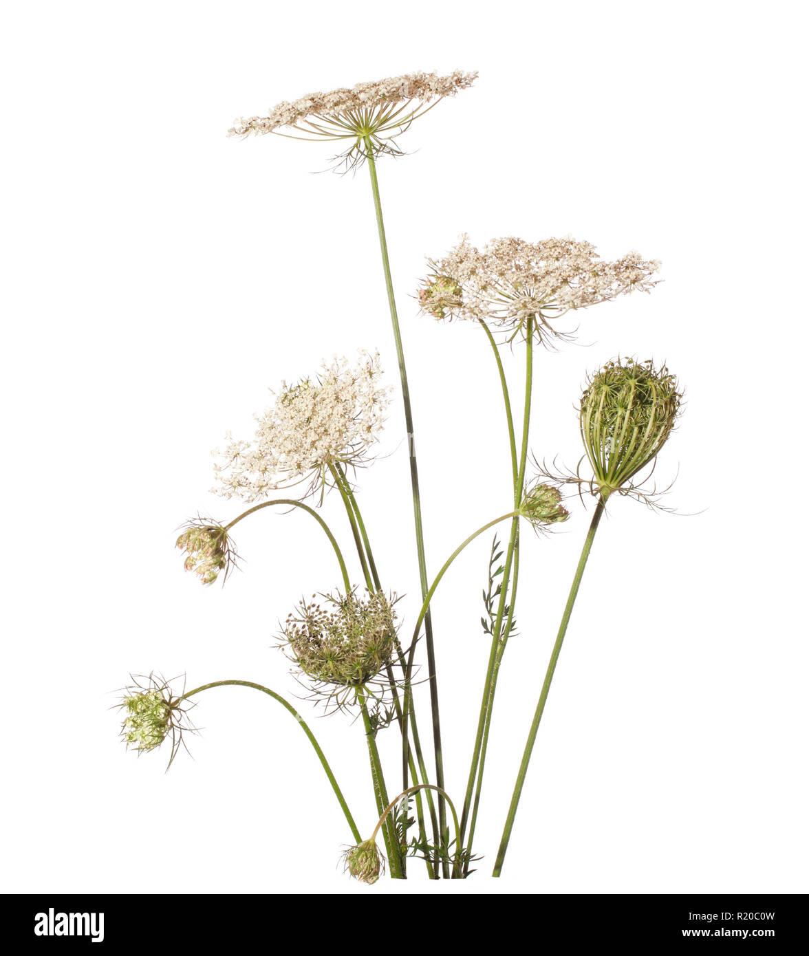 Bouquet of wildflowers isolated on white background. Daucus carota (wild carrot) -  - plant of Carrot Family. Stock Photo