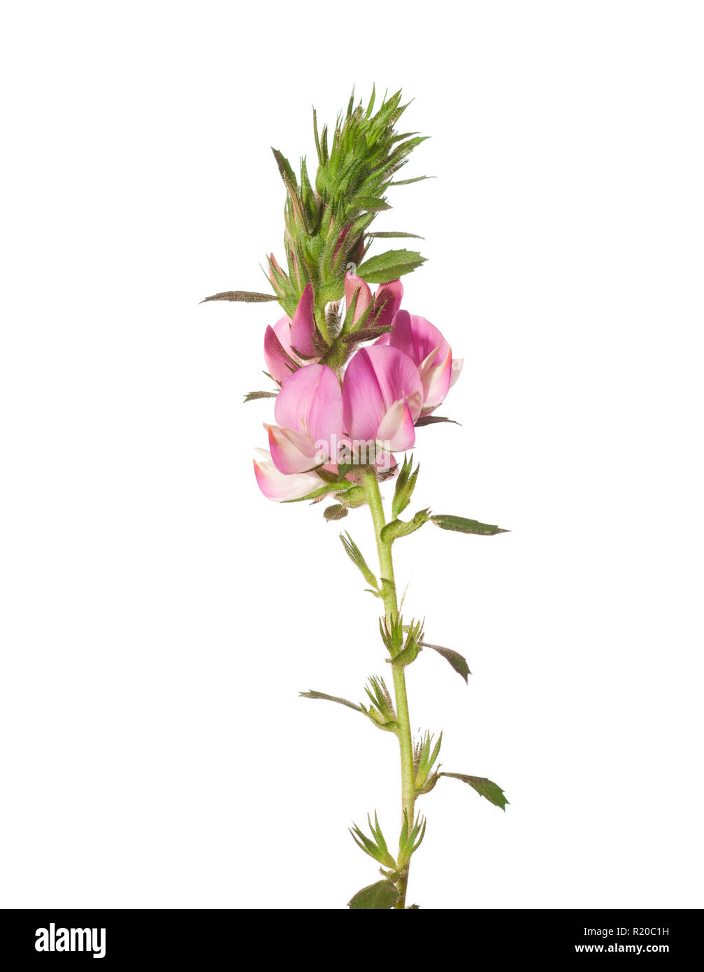 Pink flower isolated on white. ONONIS ARVENSIS L. Stock Photo