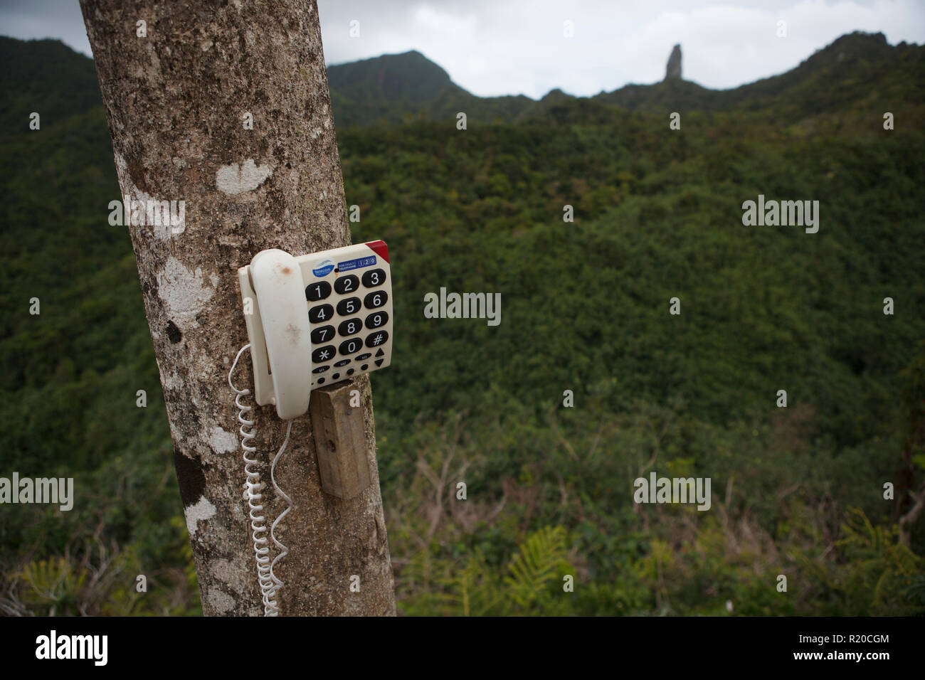 Proof that locals have a sense of humour: a tree phone in the wild interior of Rarotonga, Cook Islands. Stock Photo