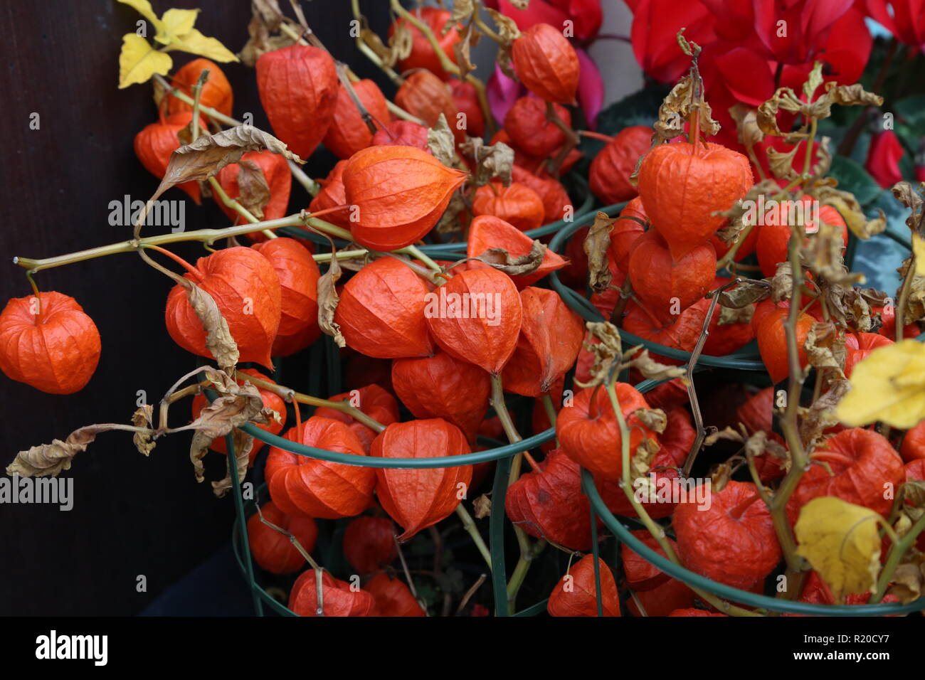 Winter Cherry Physalis Peruviana Fruits Harvest Physalis Flowers Ground Cherry Or Winter Cherry In The Autumn Garden Stock Photo Alamy