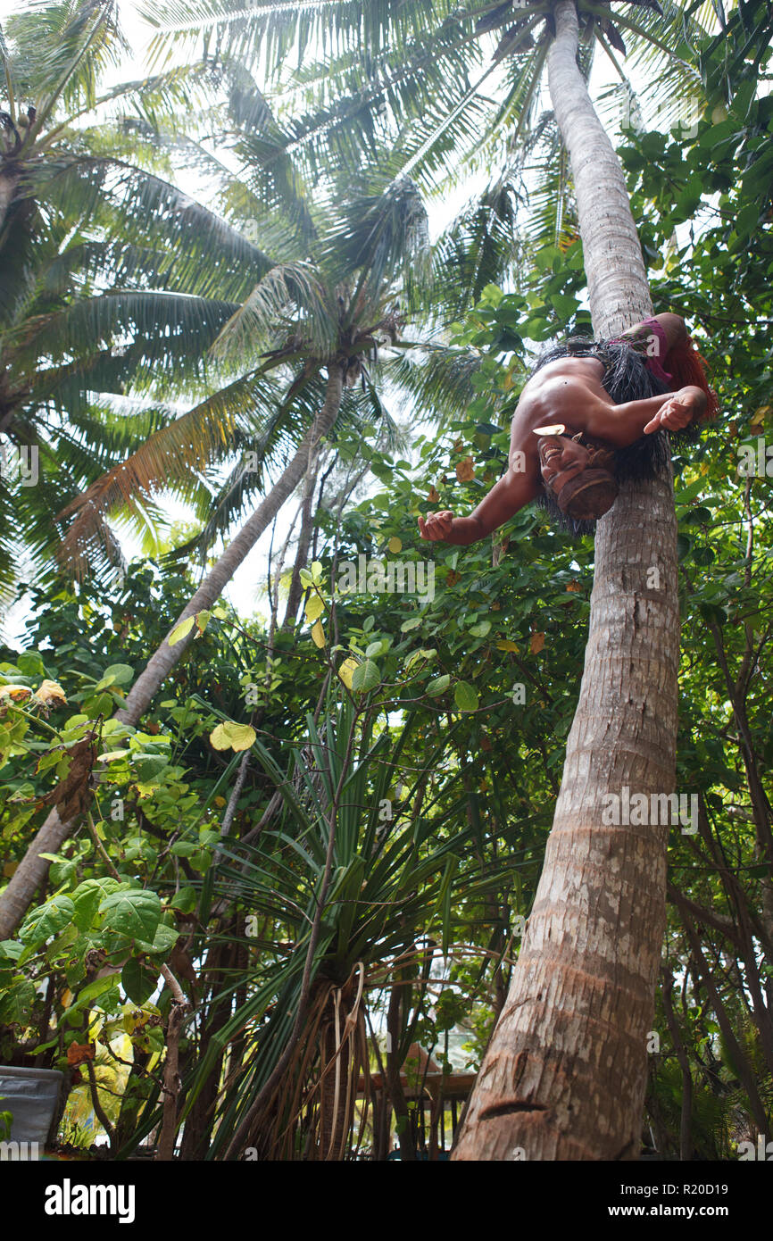 Coconut tree climbing demonstration near Muri Lagoon, Rarotonga, Cook Islands. Stock Photo