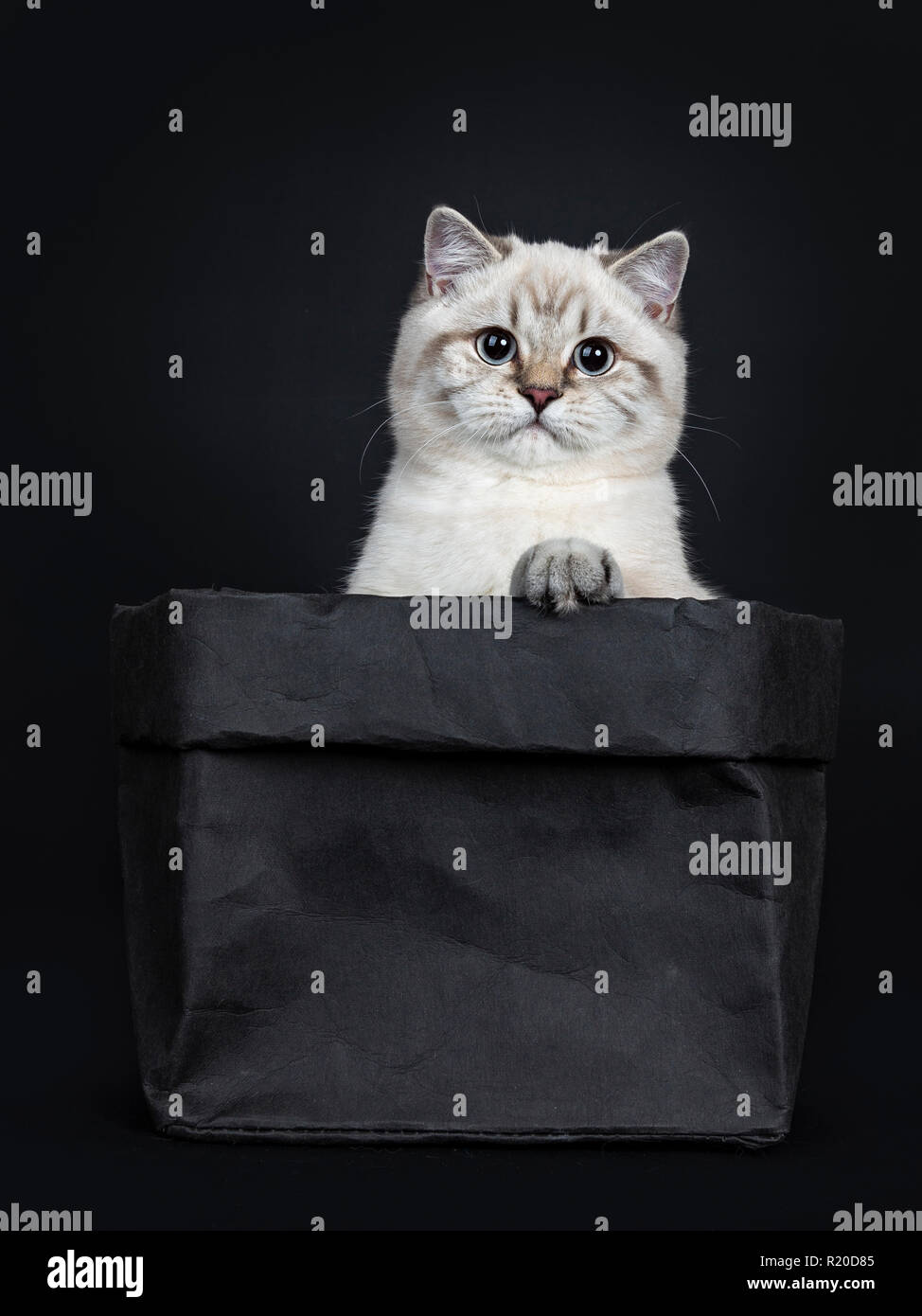 Super Cute Blue Tabby Point British Shorthair Cat Kitten Sitting