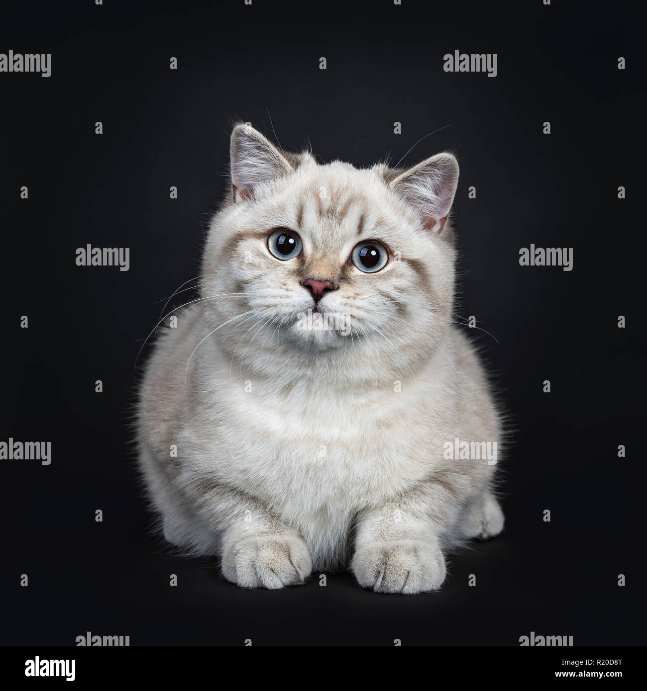 Super cute blue tabby point British Shorthair cat kitten laying down, looking at camera with light blue eyes. Isolated on black background. Stock Photo