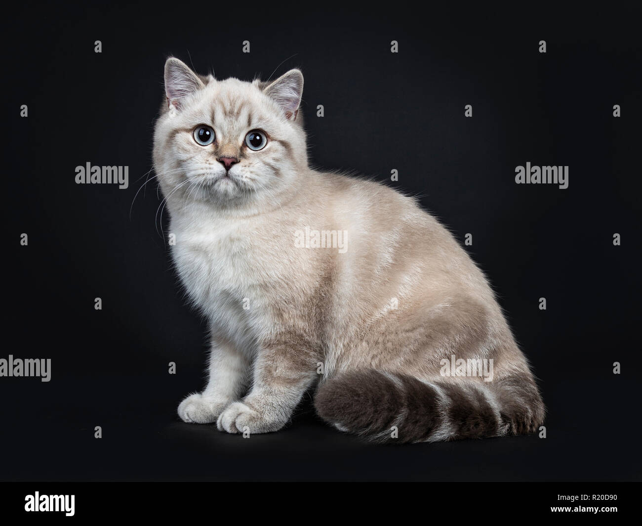 Super Cute Blue Tabby Point British Shorthair Cat Kitten Sitting Side Ways Looking At Camera With Light Blue Eyes Isolated On Black Background Stock Photo Alamy