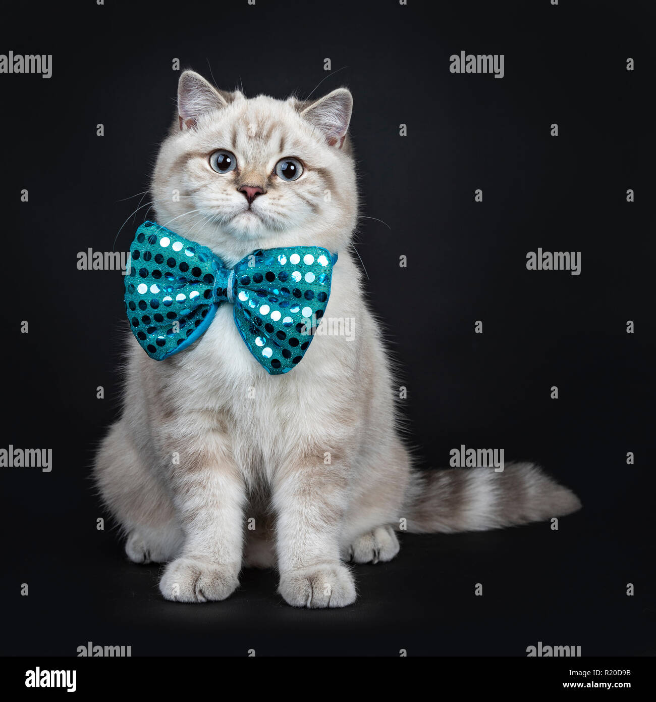 Blue Tabby Point Stock Photos Blue Tabby Point Stock