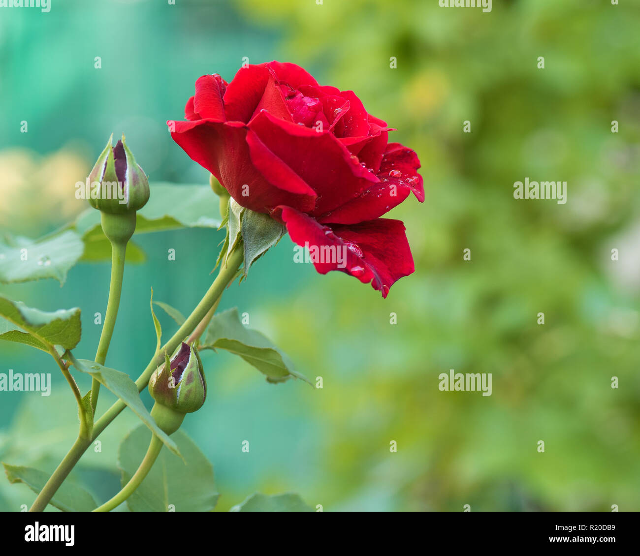 Beautiful red roses rain hi-res stock photography and images - Alamy
