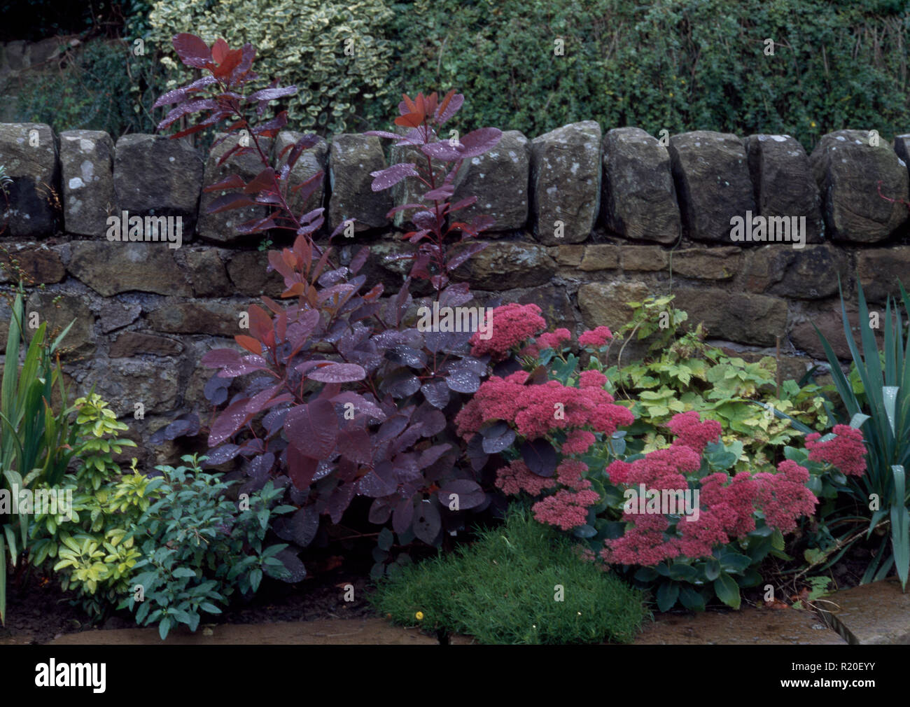 Cotinus Coggyria and sedum belo dry stone wall Stock Photo