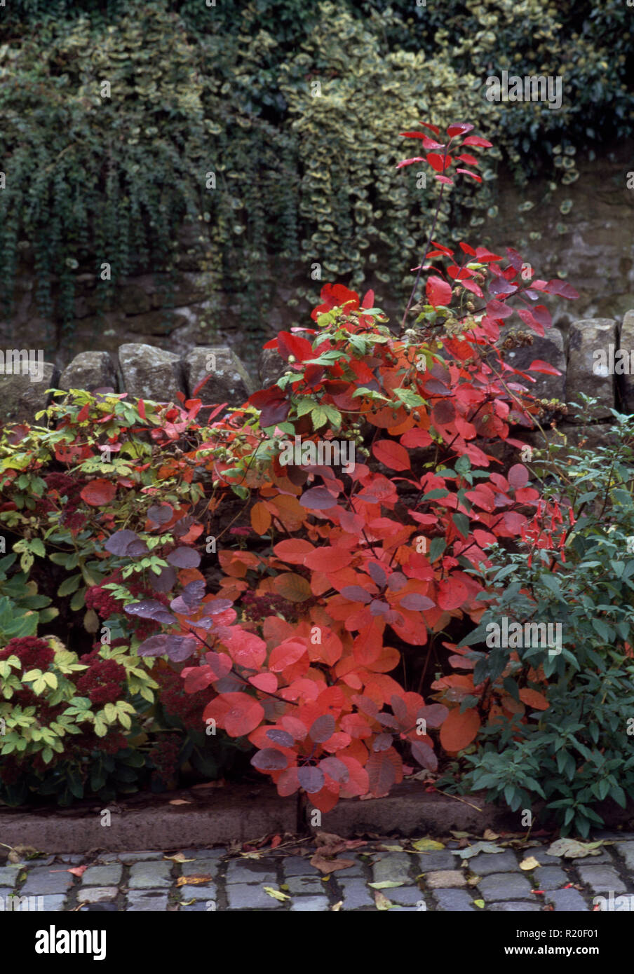 Red leaved autumn shrub in border Stock Photo