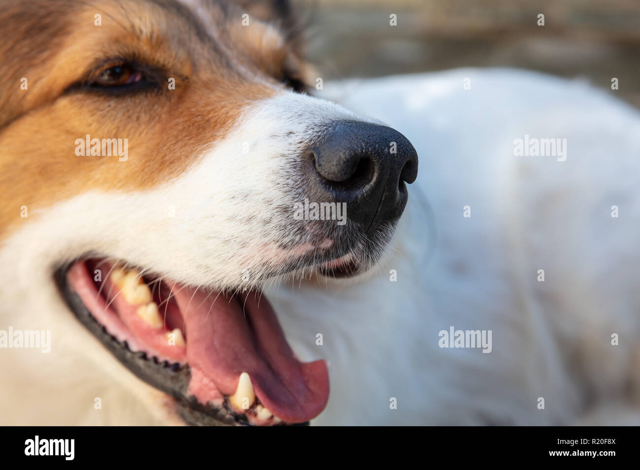 Side close up view of white and brown greek shepherd dog with open mouth against blurry background, Stock Photo