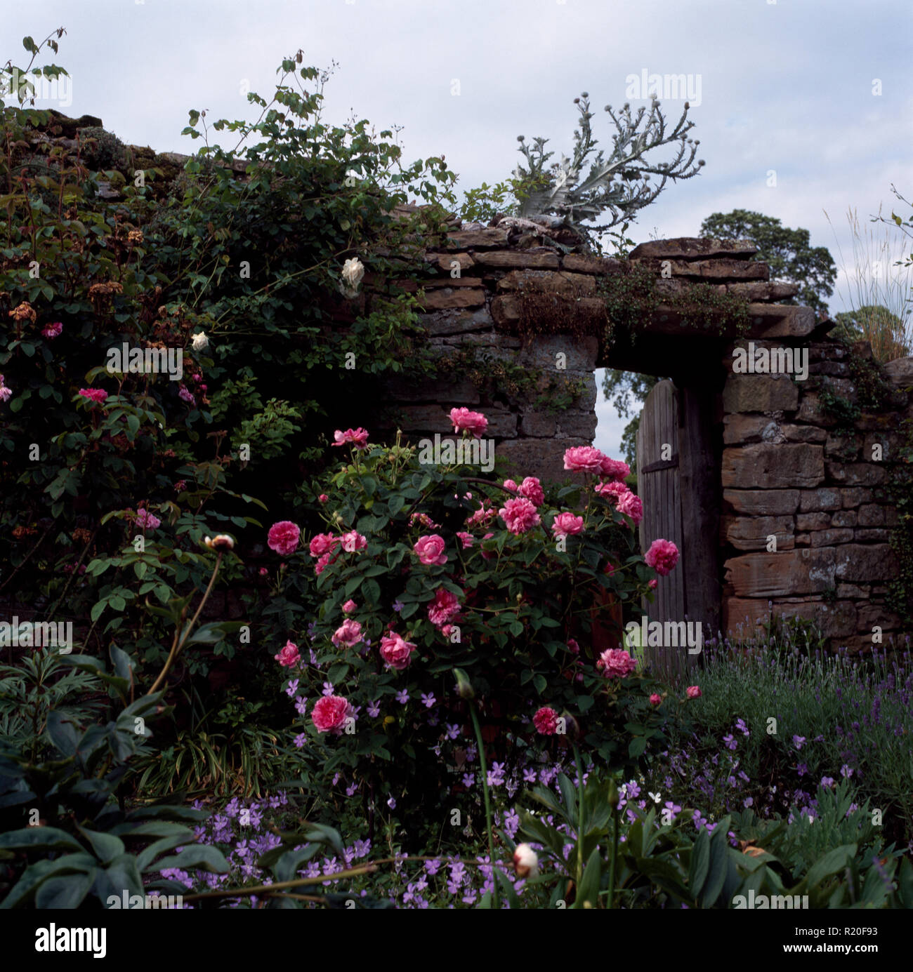 Pink roses and mauve violas beside old stone wall Stock Photo Alamy