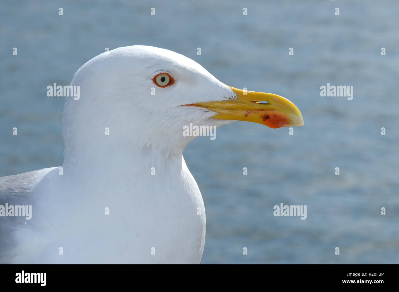 A seagull in the port of Douarnenez, France. Close view to its head. Stock Photo
