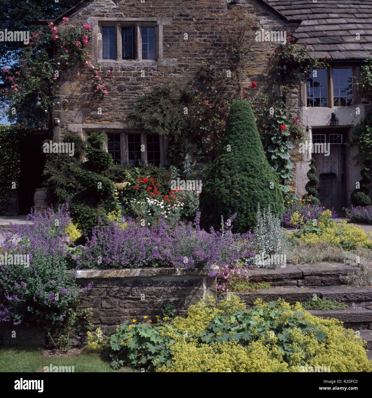 Catmint in raised stone bed in front of an old stone house Stock Photo