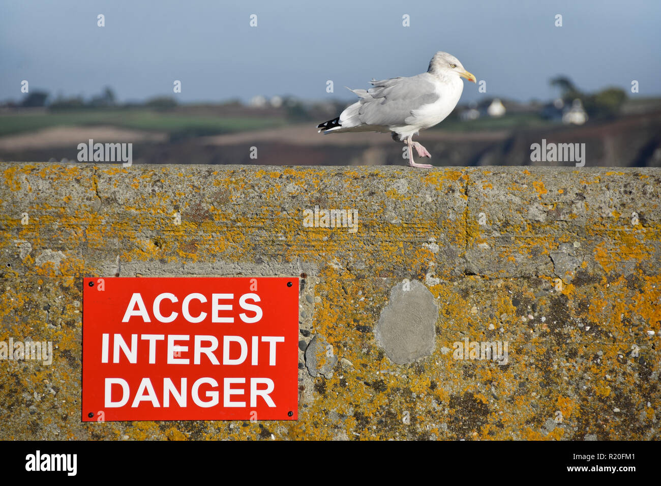 A seagull in the port of Douarnenez, France, above a ''Forbiden access, danger'' sign. Stock Photo