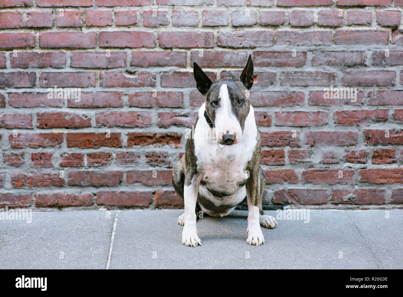 A Bull Terrier dog stares while sitting in front of a brick building Stock Photo