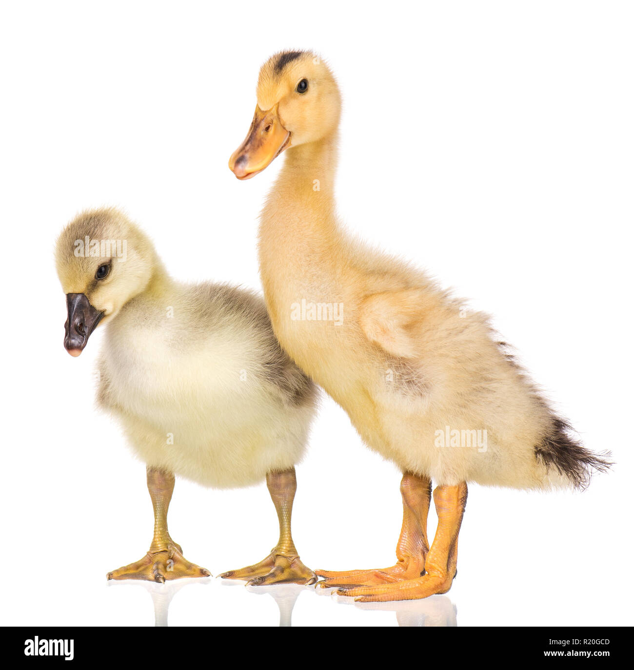 Cute newborn gosling and duckling Stock Photo - Alamy