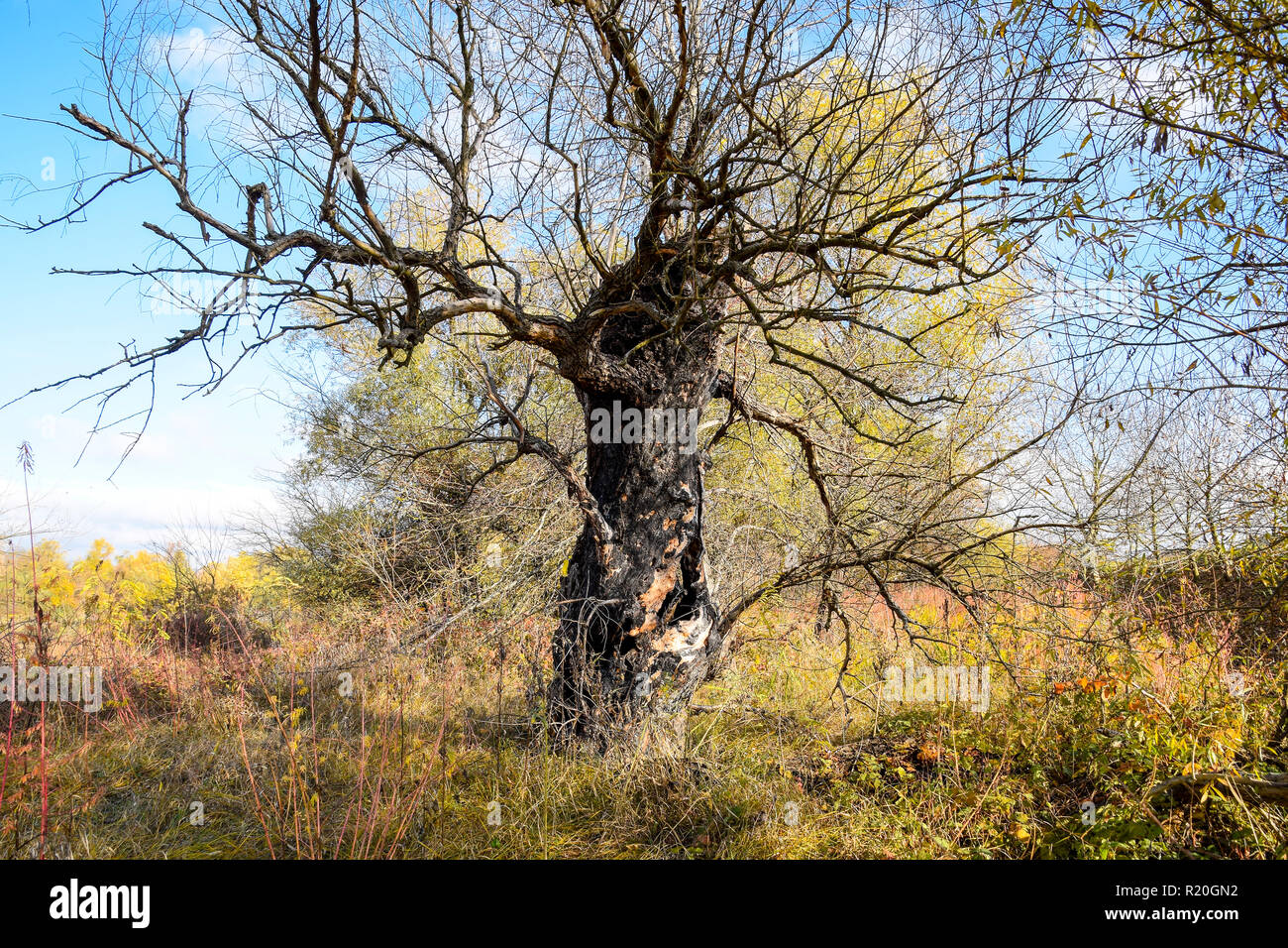 Old dead willow tree. Burnt tree bark. Stock Photo