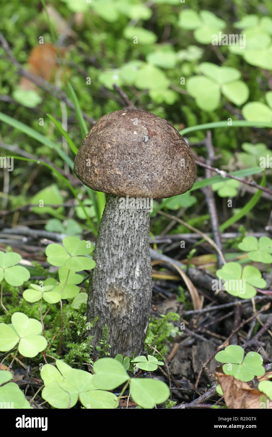 Mottled bolete, Leccinum variicolor Stock Photo