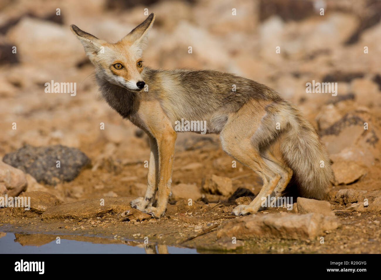Fox (Vulpes vulpes) in desert Stock - Alamy