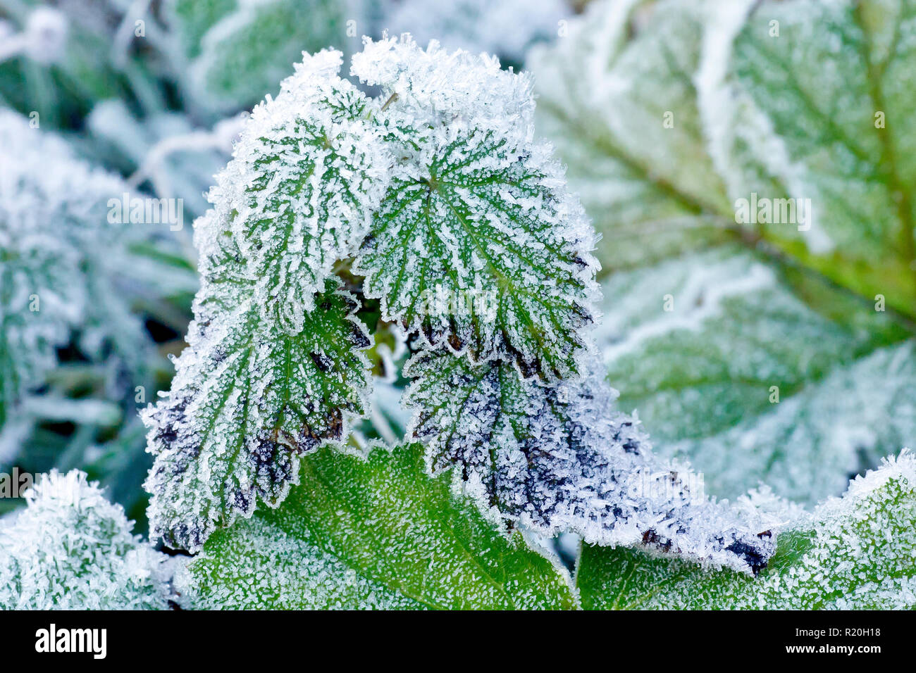 Bramble or Blackberry leaves left covered in a light frost after a sub-zero night. Stock Photo