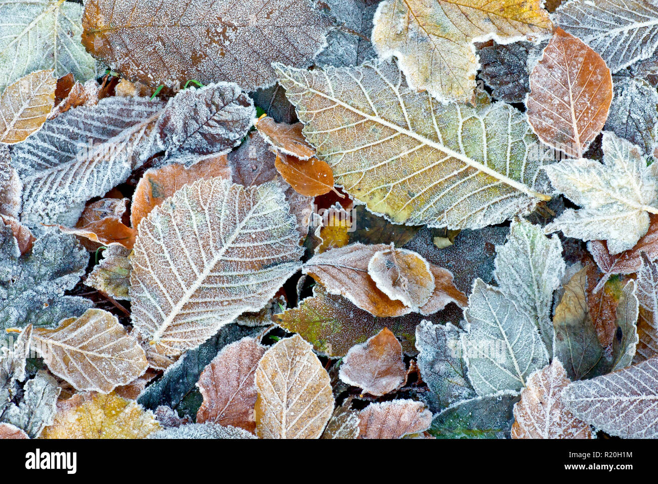 Autumn leaf litter covered with a light frost from the first sub-zero night of the year. Stock Photo