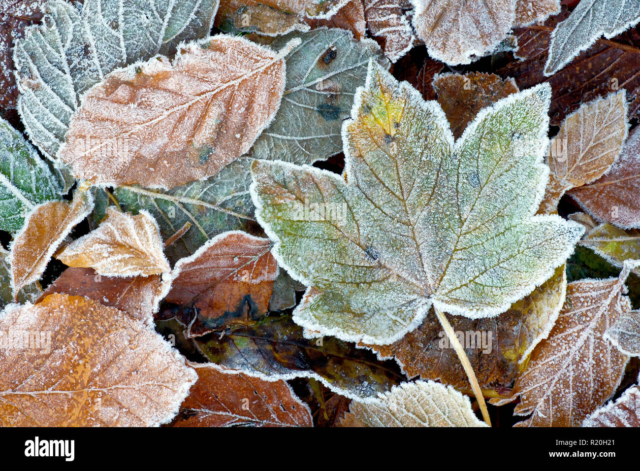 Autumn leaf litter covered with a light frost from the first sub-zero night of the year. Stock Photo