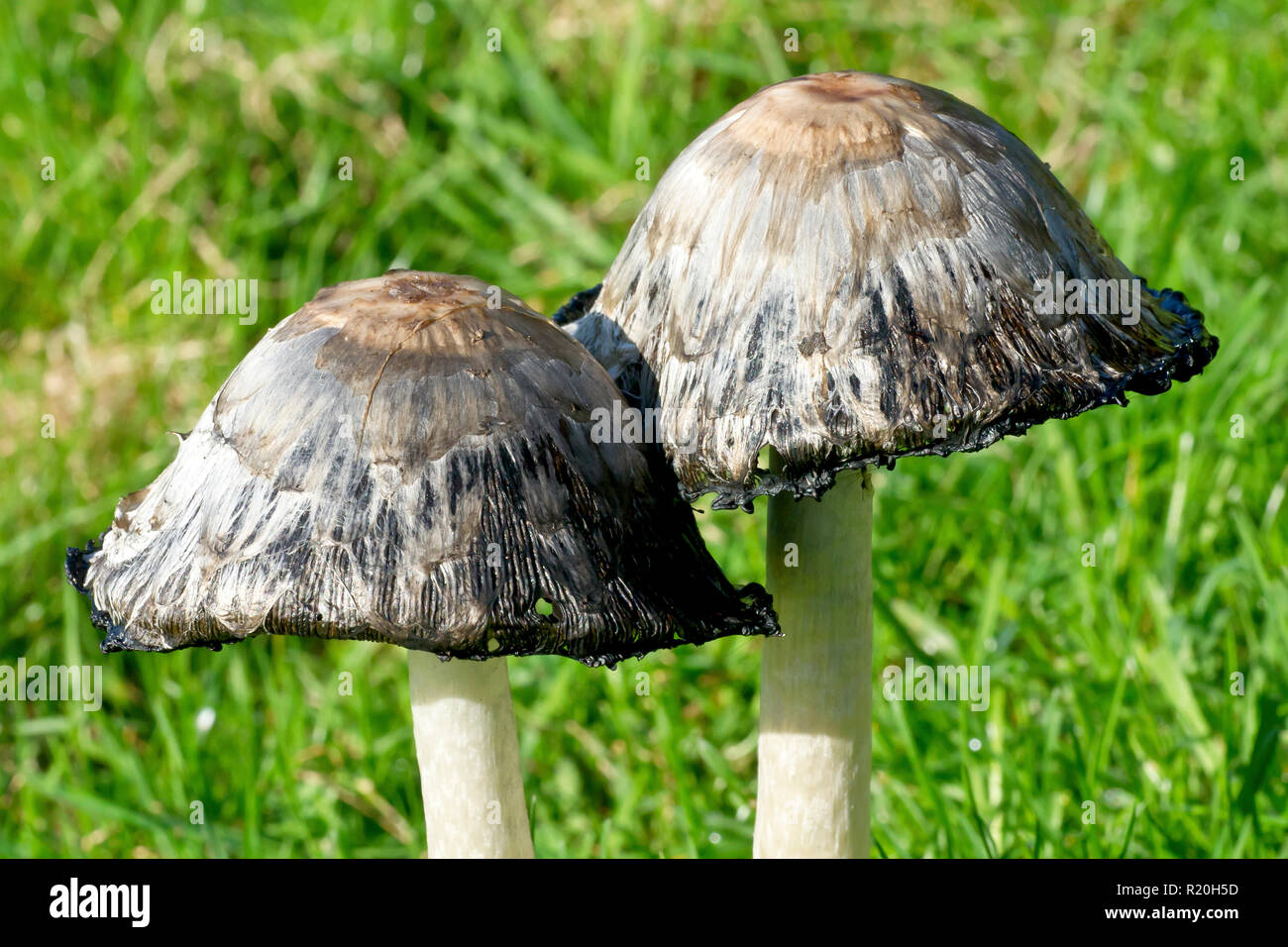 Shaggy Caps, Shaggy Inkcaps or Lawyer's Wig (coprinus comatus), close up of two fruiting bodies of the fungus. Stock Photo
