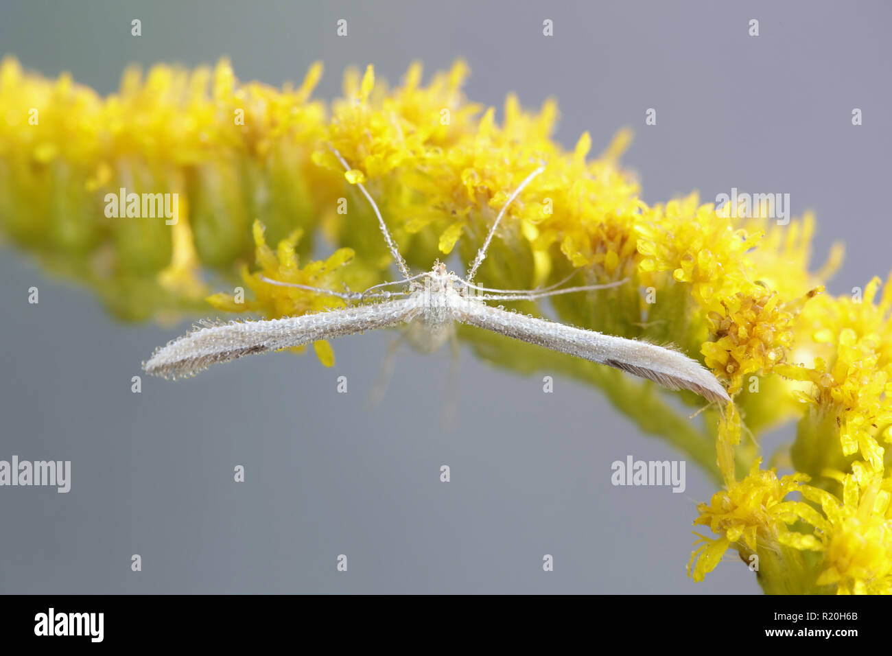 White plume moth resting on goldenrod Stock Photo