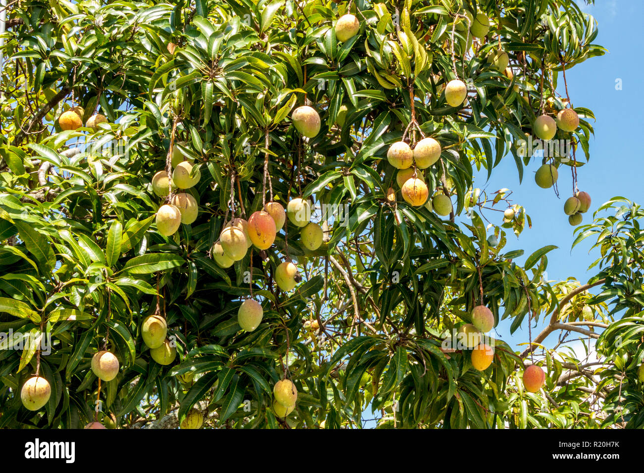 mangoes ripen on tree Stock Photo