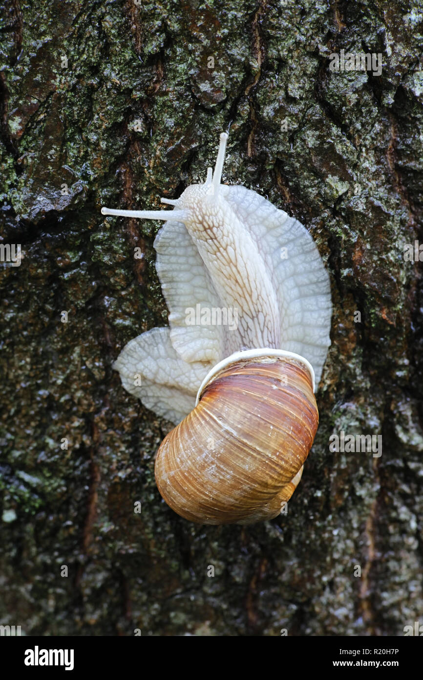 Helix pomatia, common names the Roman snail, Burgundy snail, an edible