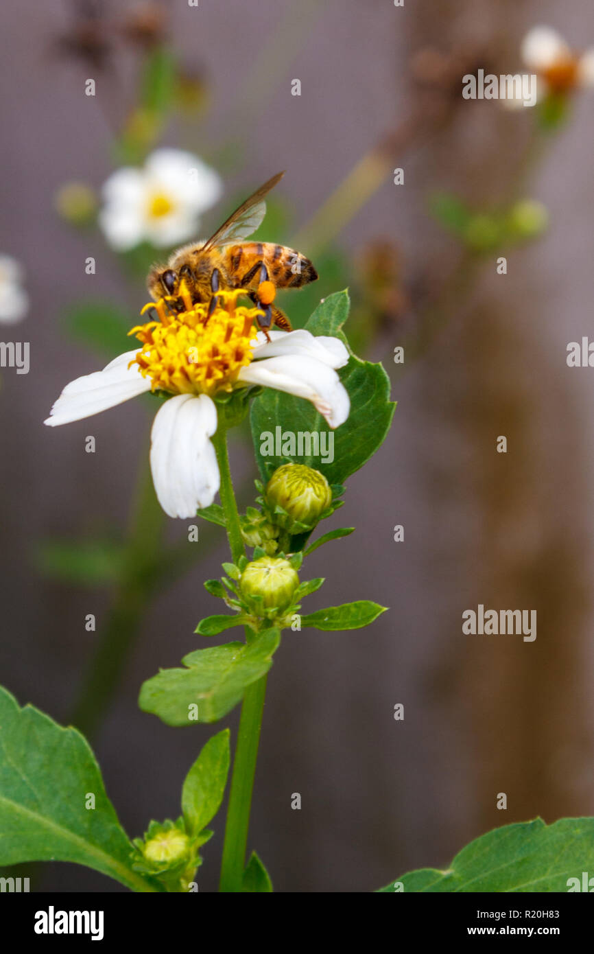 Honey bee on Spanish Needle flower Stock Photo