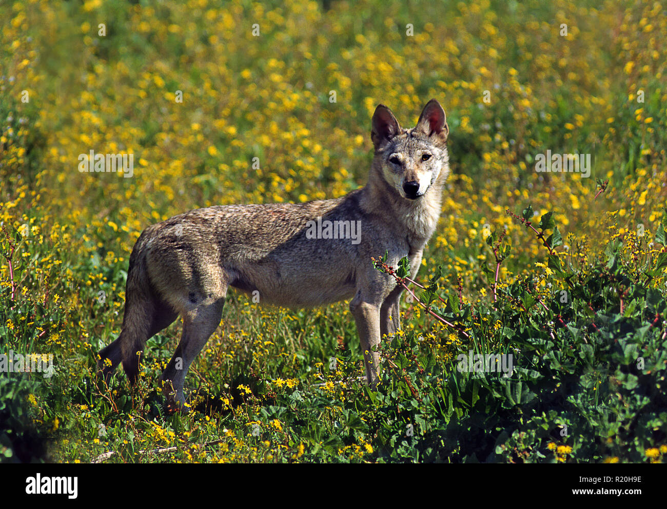 Arabian wolf (Canis lupus arabs) Stock Photo
