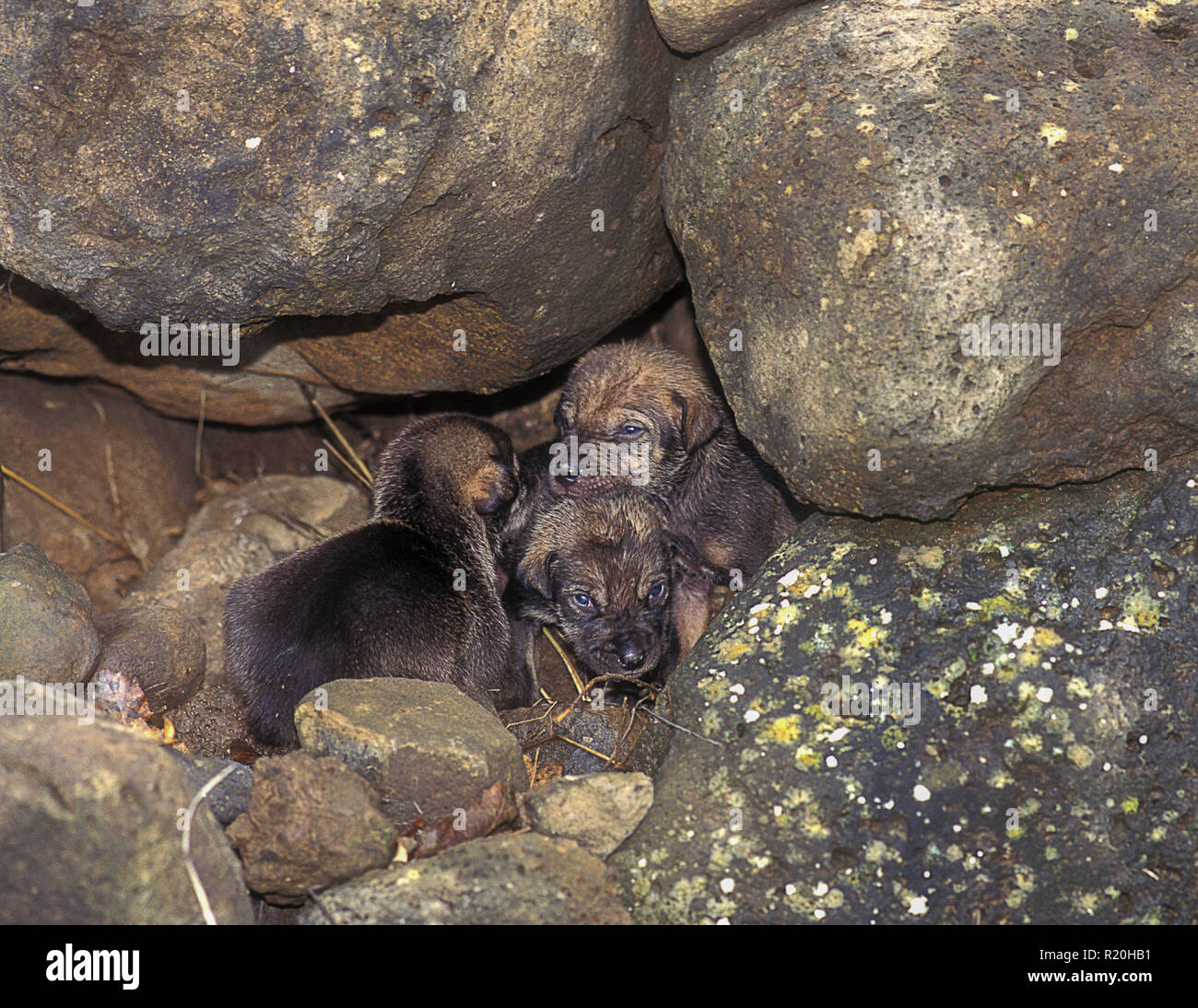 cub of Arabian wolf (Canis lupus arabs) Stock Photo