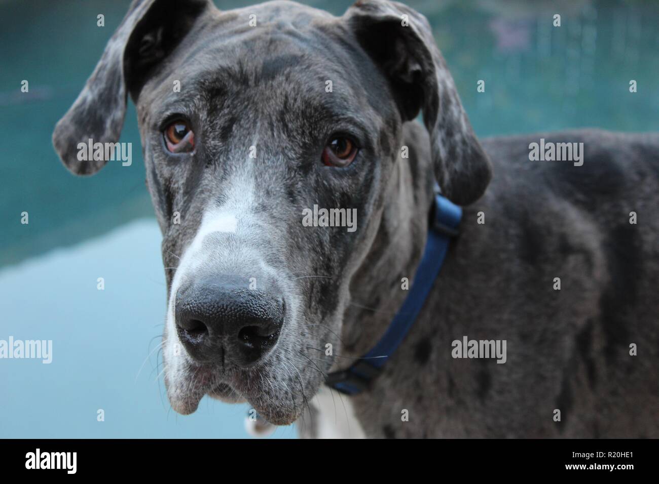 Close up of Merle Great Dane face by the pool Stock Photo