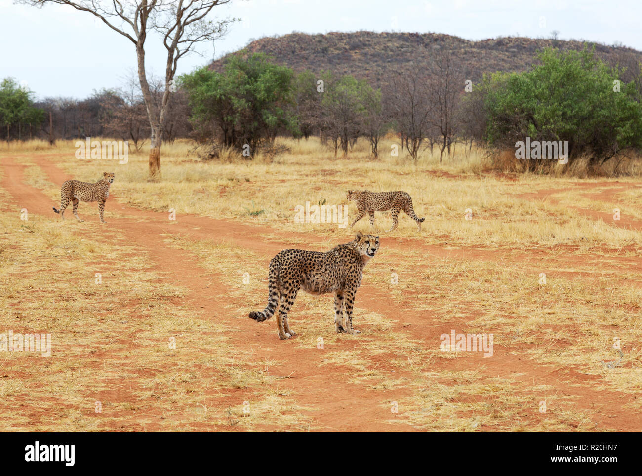 Cheetah Namibia - Three Cheetahs ( Acinonyx jubatus ), endangered species of big cat, Okonjima Nature reserve, Namibia Africa Stock Photo
