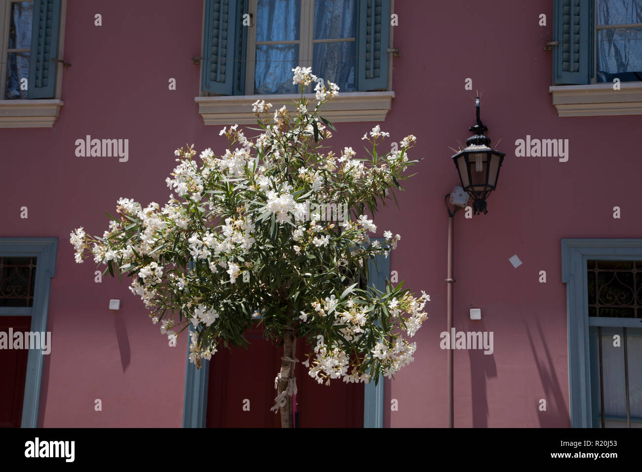 white orleander tree in flower outside house monastiraki athens greece
