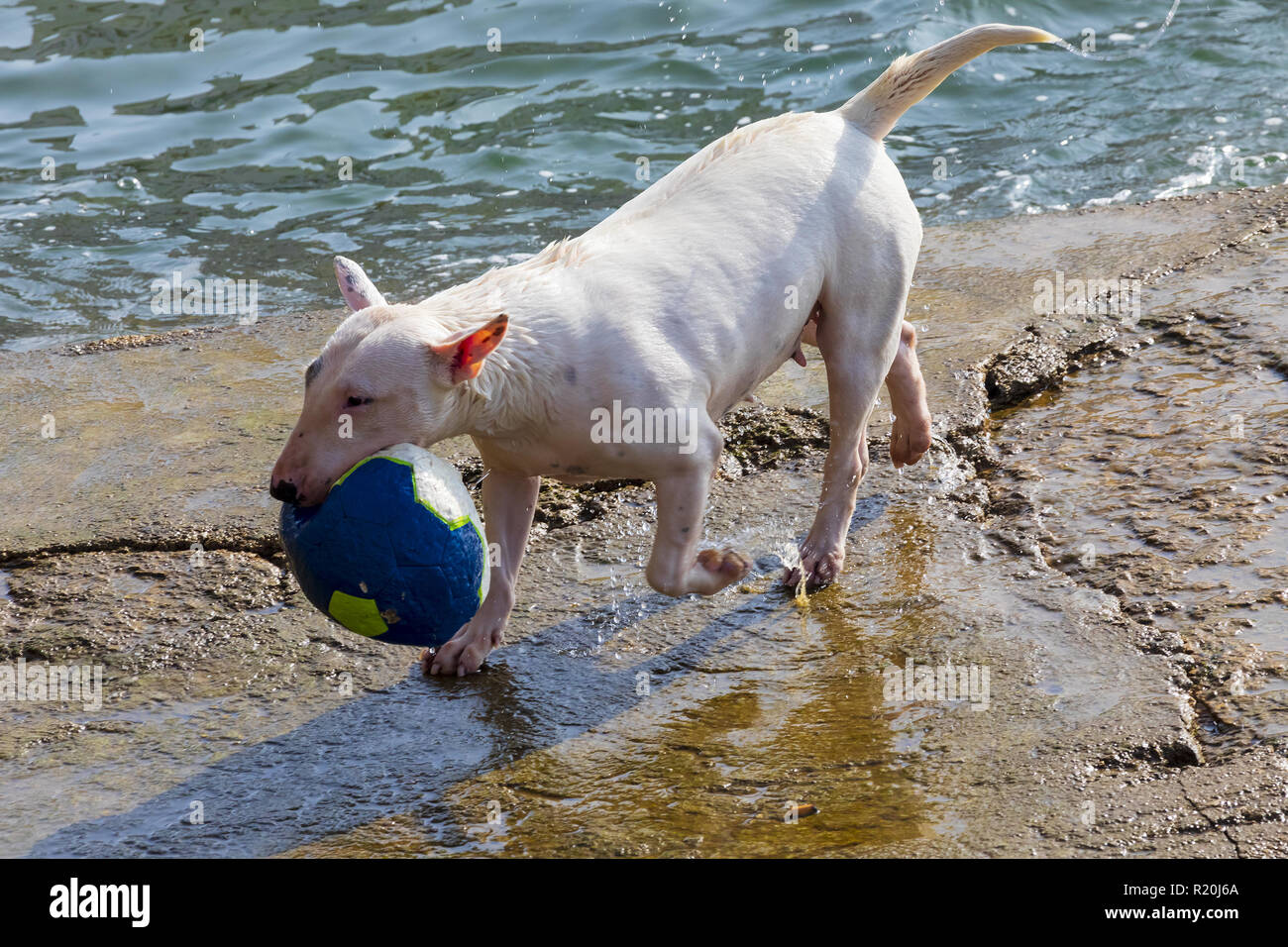 Dog Of Breed Miniature Bull Terrier Sequence Several Photos