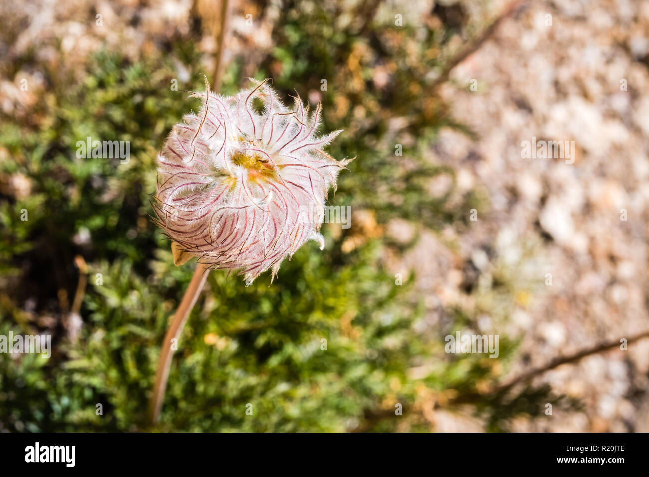Close up of Western anemone (Anemone occidentalis) gone to seed on the slopes of Sierra Nevada mountains, Sequoia National Park, California Stock Photo