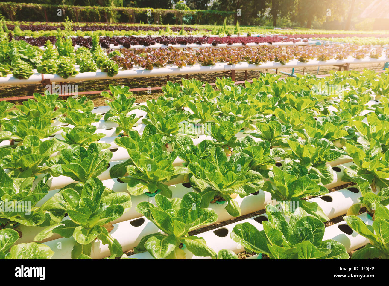 Vegetables growing with Hydroponic Gardening System. Hydroponic growing