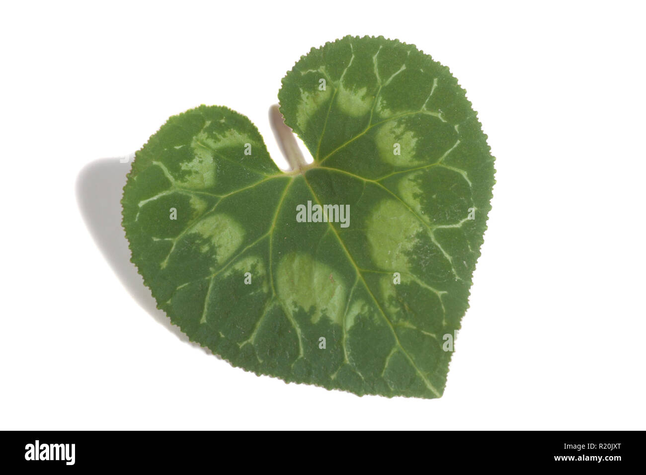 Green leaf heart shape isolated on white background Stock Photo - Alamy