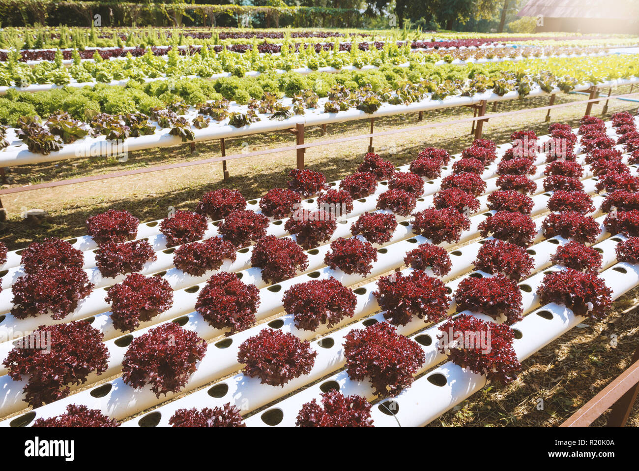 Vegetables growing with Hydroponic Gardening System. Hydroponic growing