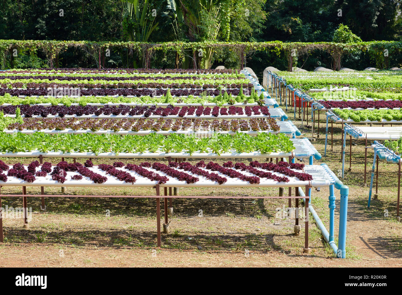 Vegetables growing with Hydroponic Gardening System. Hydroponic growing