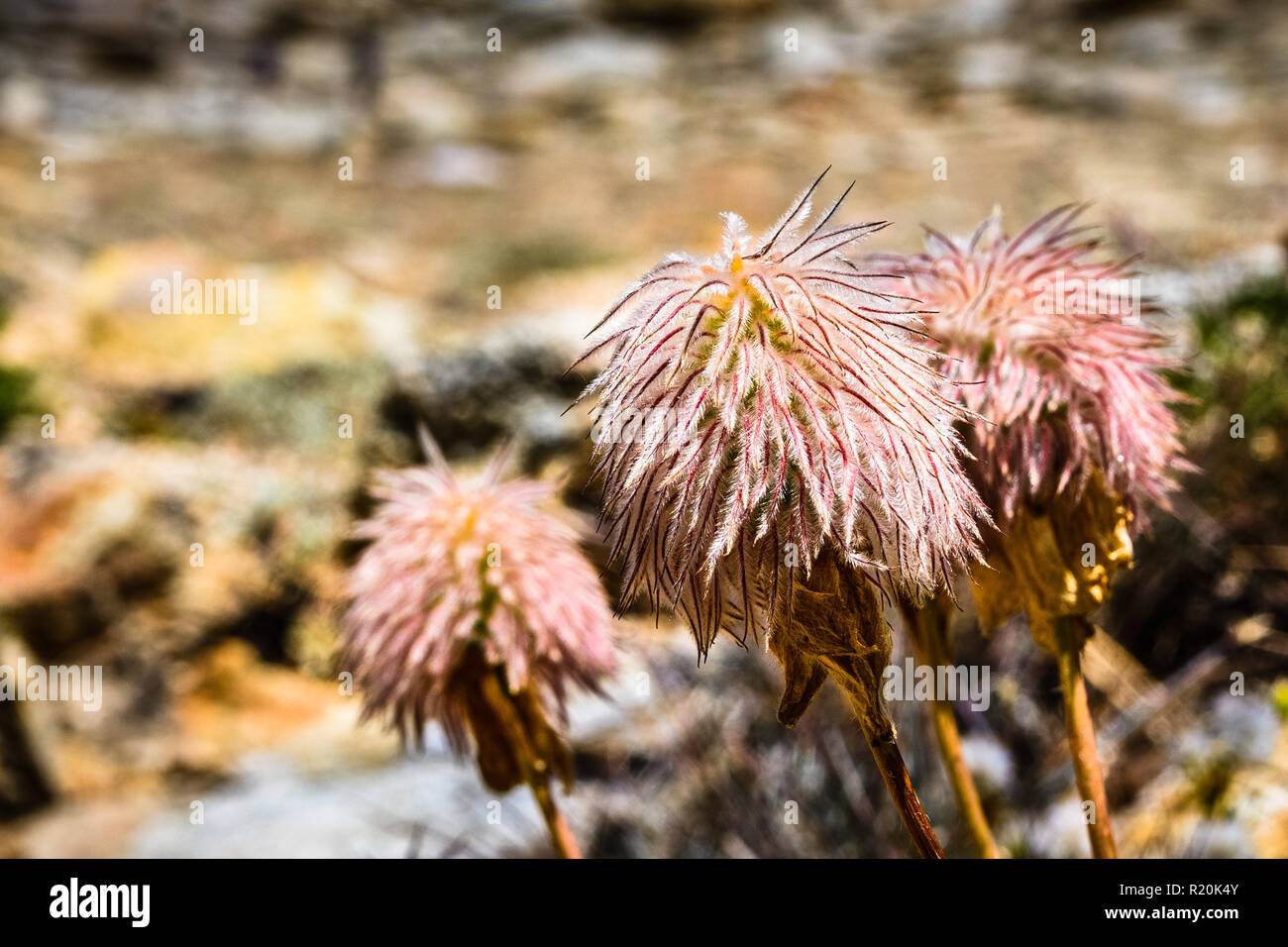 Close up of Western anemone (Anemone occidentalis) gone to seed on the slopes of Sierra Nevada mountains, Sequoia National Park, California Stock Photo