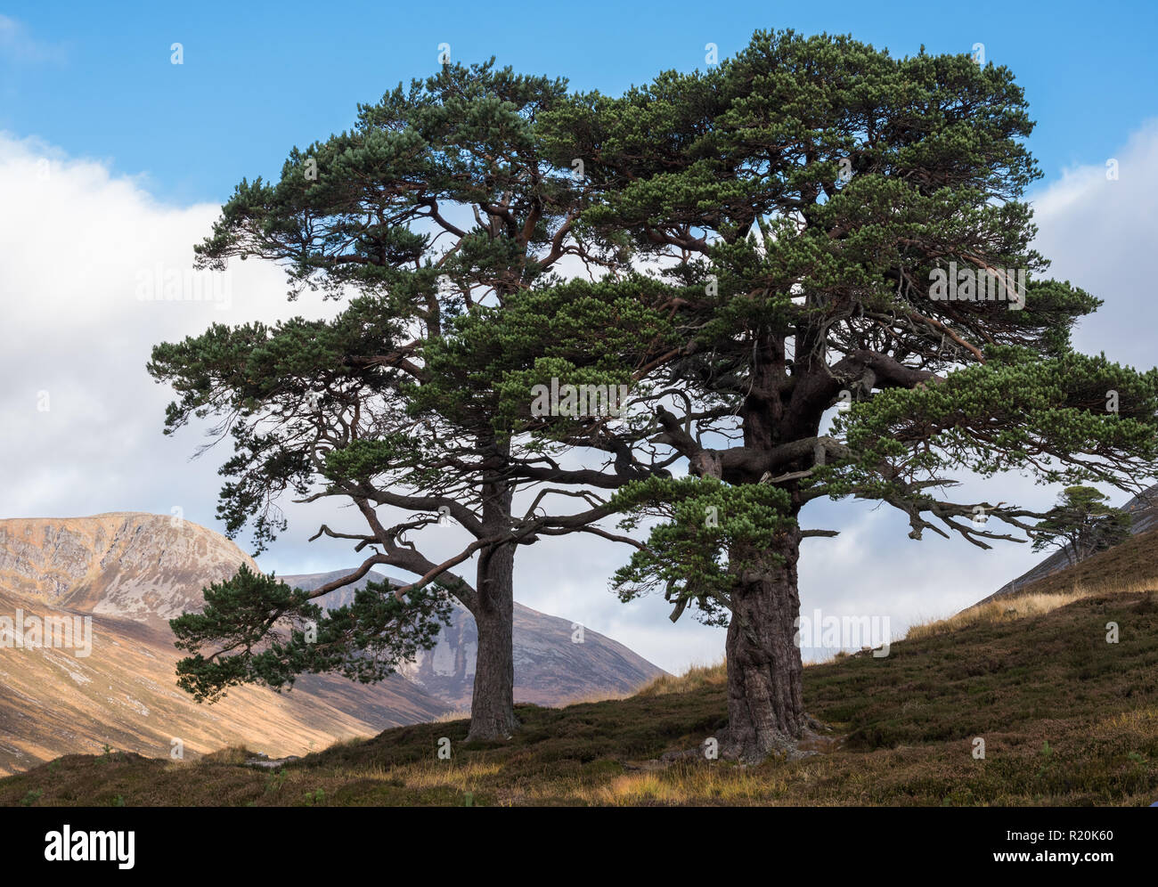 Two Scots pines (Pinus sylvestris) in Glen Derry; the remants of an ancient caledonian pine forest, Scotland Stock Photo