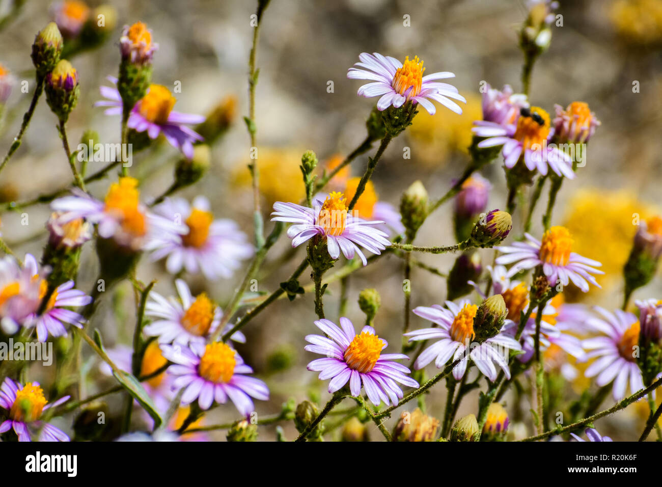 Brewer's fleabane (Erigeron breweri) wildflowers blooming at high altitude in Sequoia National Park, Sierra Nevada mountains, south California Stock Photo