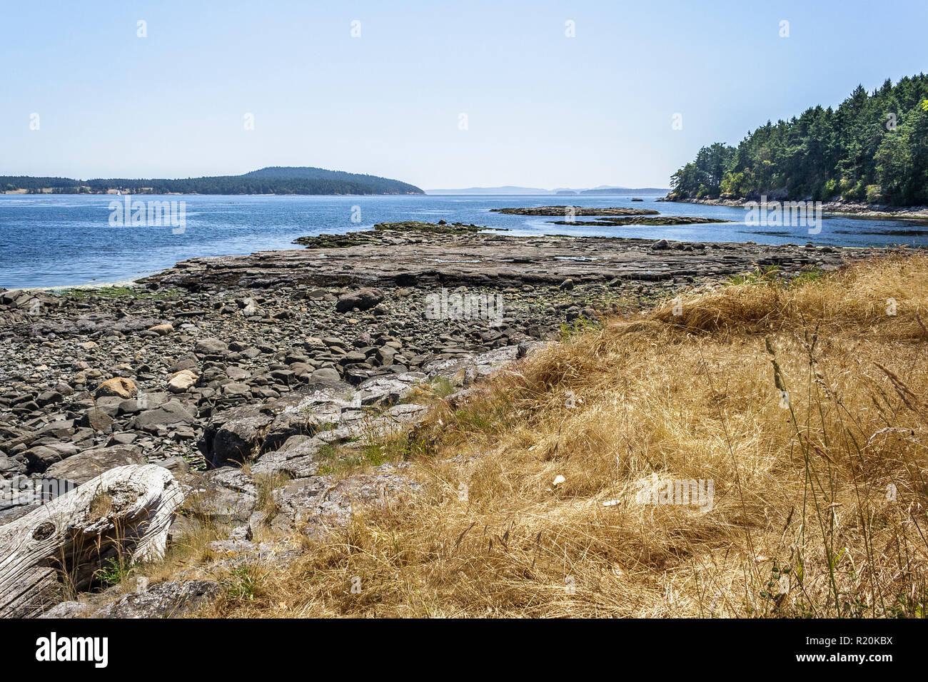 Below a dry grassy bluff on a bright summer day on Portland Island, low tide exposes a rocky