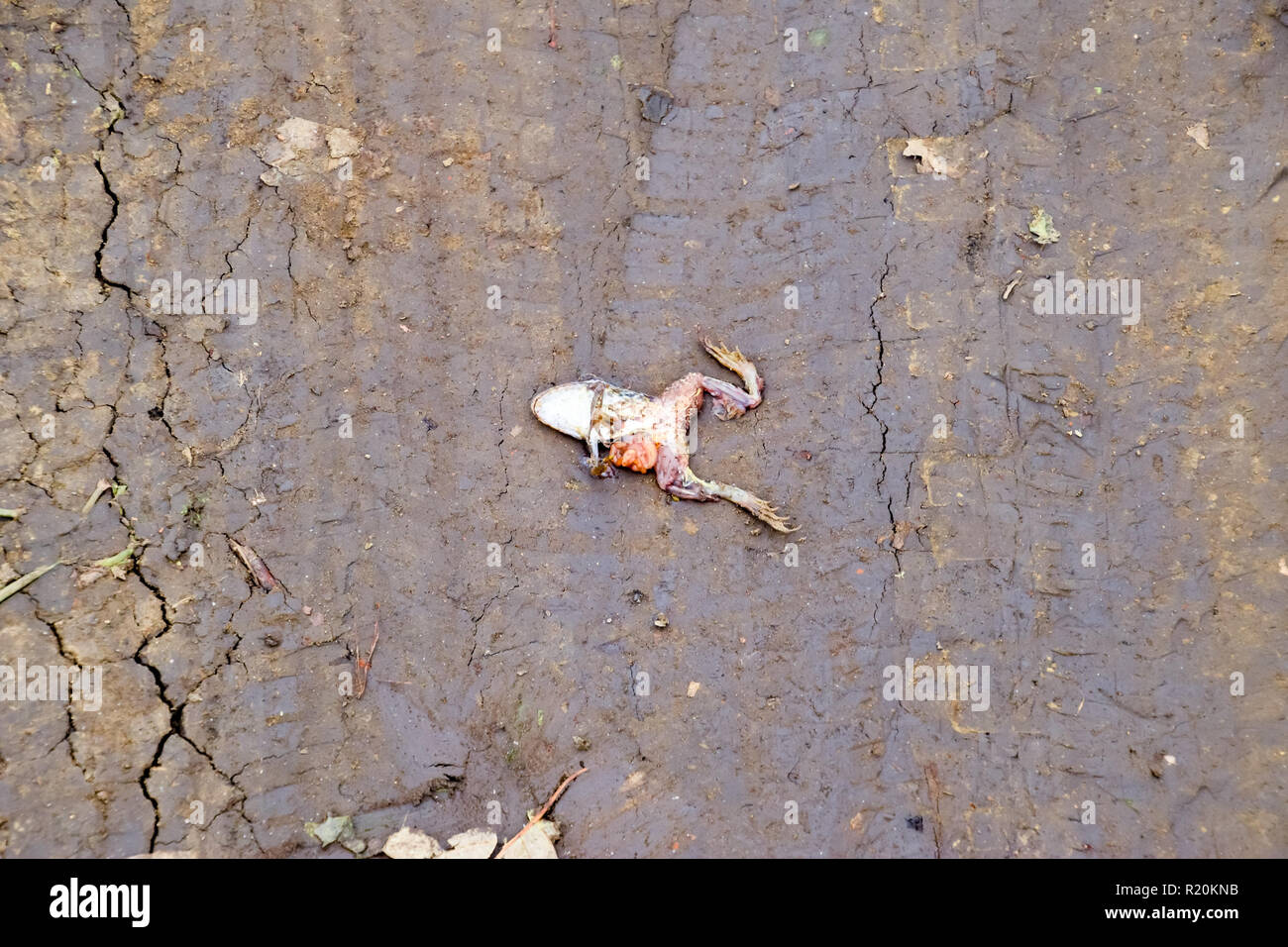 Crushed frog on the road. The death of animals on the roads. Stock Photo