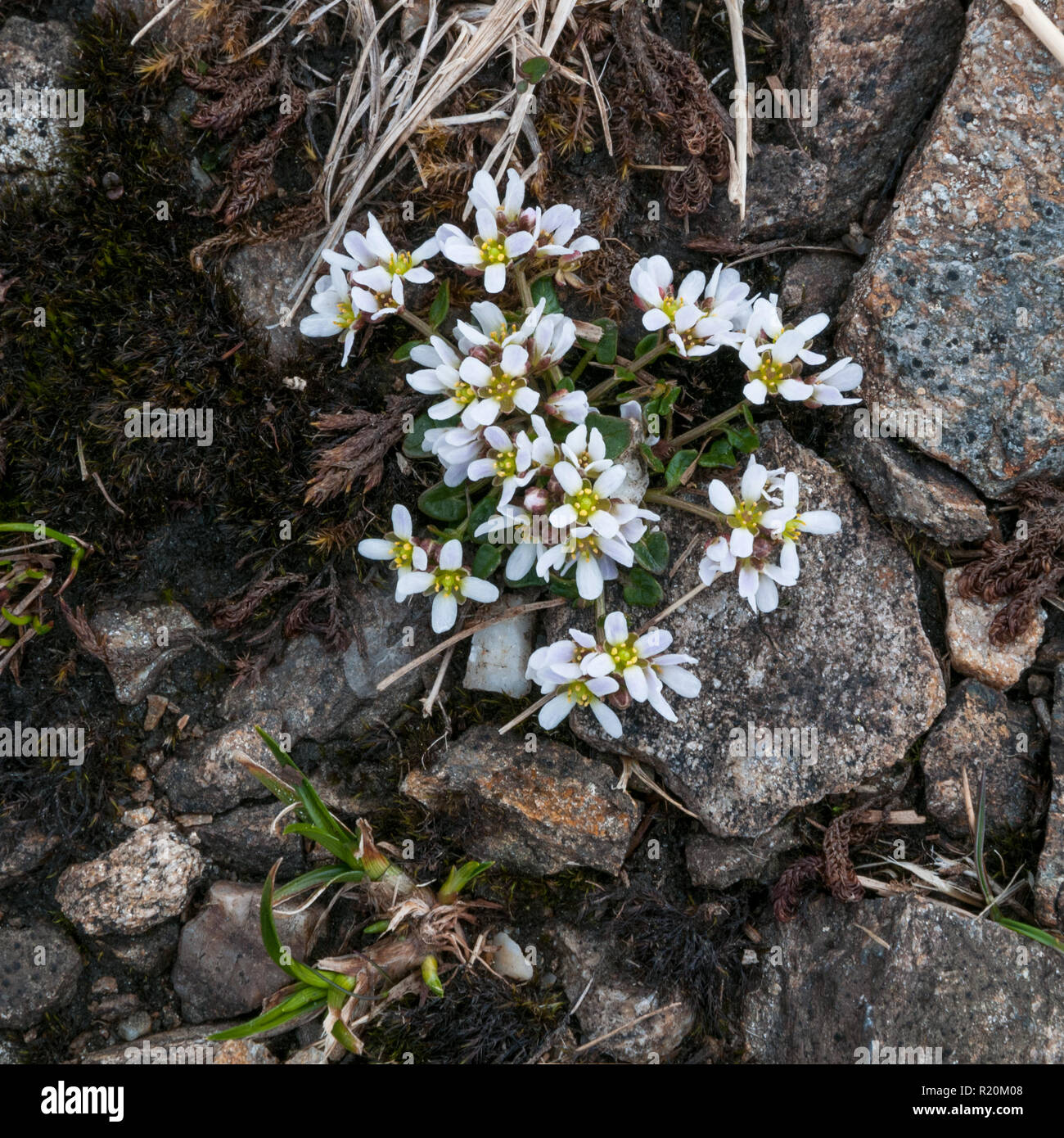 Alpine Scurvy-grass (Cochlearia pyrenaica ssp. alpina) on a Perthshire mountain, Scotland Stock Photo