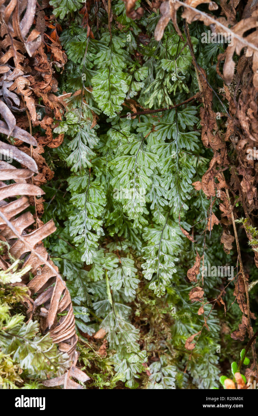 Wison's filmy fern (Hymenophyllum wilsonii), Scotland Stock Photo