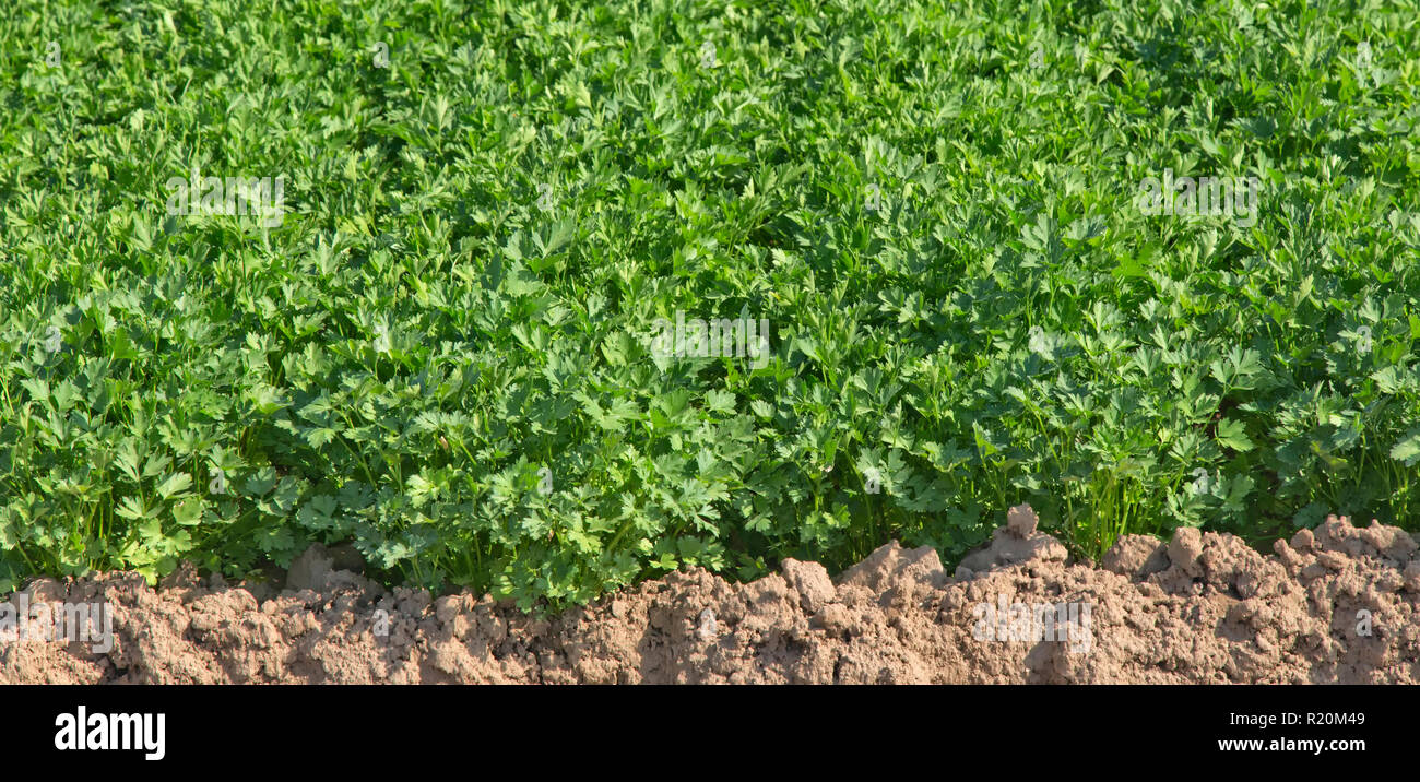 Close-up of Cilandro 'Coriandrum sativum' under cultivation, also known as Coriander, Chinese Parsley. Stock Photo