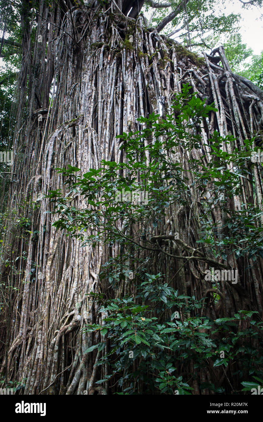 Giant Curtain Fig Tree, Atherton Tablelands, Queensland, Australia